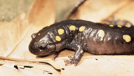 SOLAR-Mander: A embriões da salamandra manchada têm algas simbióticas que vivem dentro deles. (Foto: Wiki Commons / domínio público)